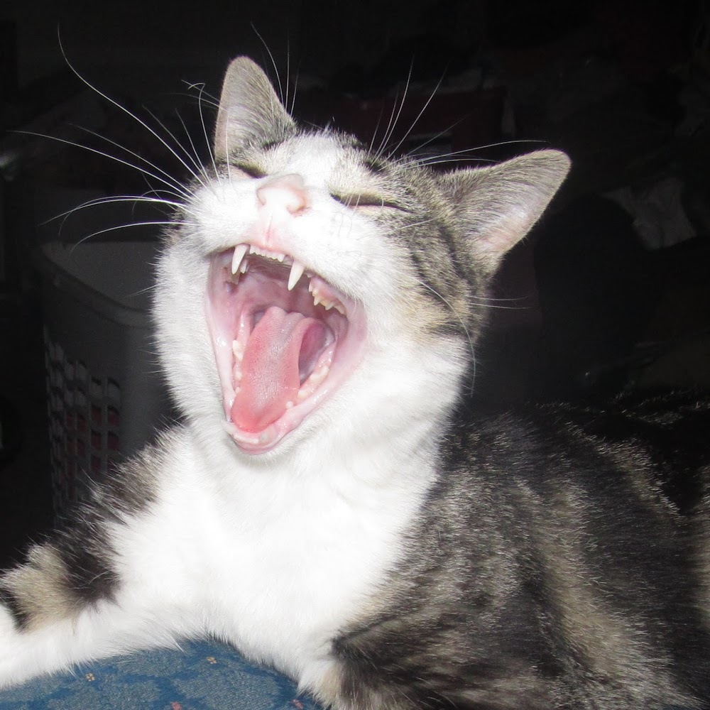 Meet your Posher, Lindsey